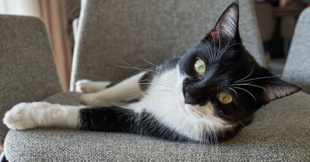 Wygląda jak kot w smokingu. Tuxedo to jeden z najbardziej efektownych wzorów