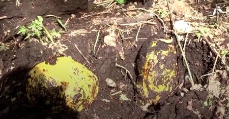 Rosja. Klejnoty zakopane w plastikowych workach. Las skrywał tajemnice wartą miliony