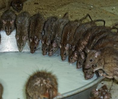 Inwazja szczurów w Irvine. Dom uznany za zagrożenie publiczne