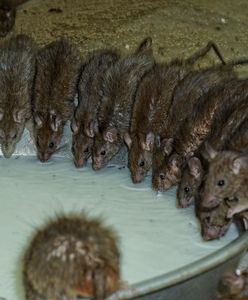 Inwazja szczurów w Irvine. Dom uznany za zagrożenie publiczne