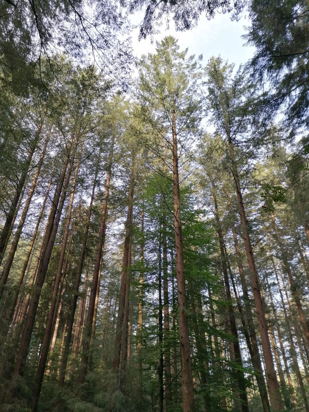 Daglezja może być najwyższym drzewem w Polsce