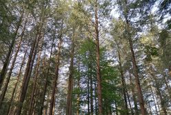 Beskidy. Ma 58,2 m i jest prawdopodobnie najwyższym drzewem w Polsce