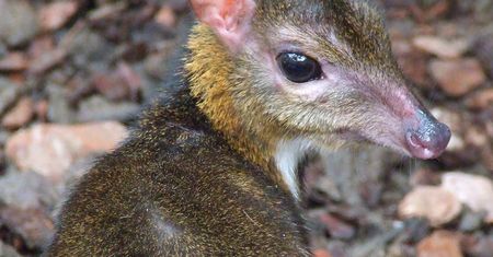 Warszawskie Zoo ma nowego mieszkańca. To myszojeleń