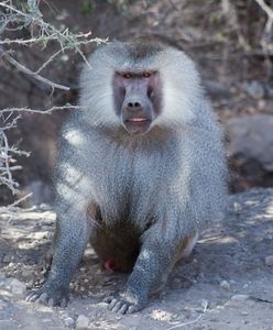 Tragedia w Tanzanii. Małpy porwały i zabiły niemowlaka