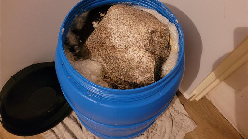 Kapusta kiszona w beczce w pierwszej fazie kiszenia