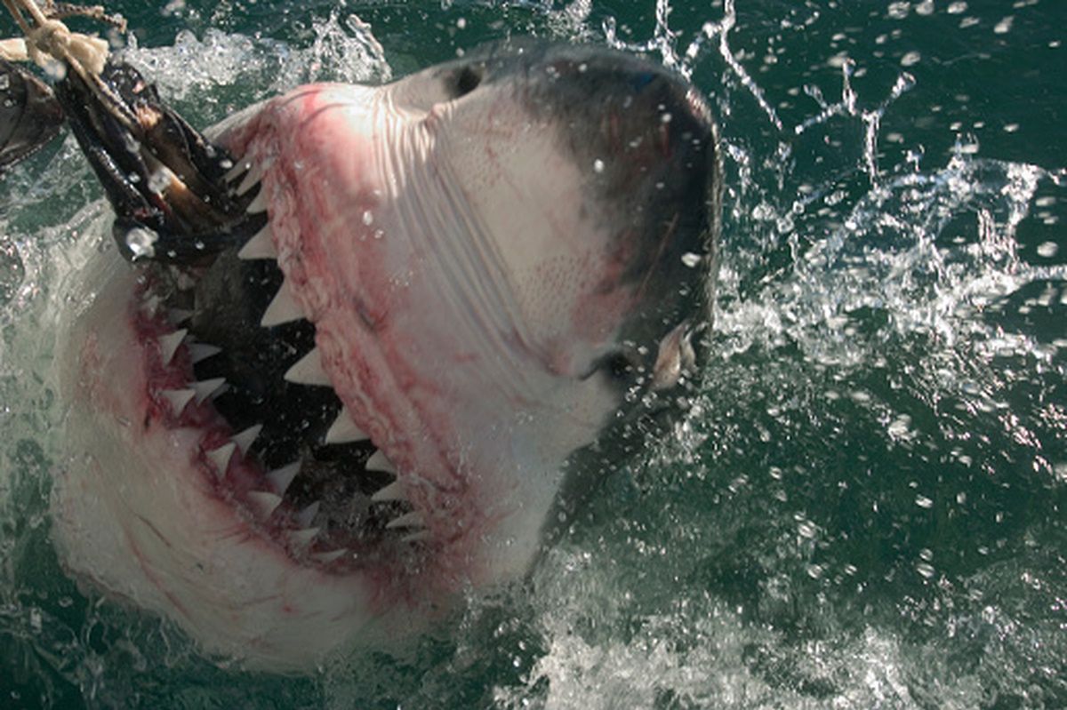 Summer Terror Shark Attack Leaves Young Us Tourist With Life