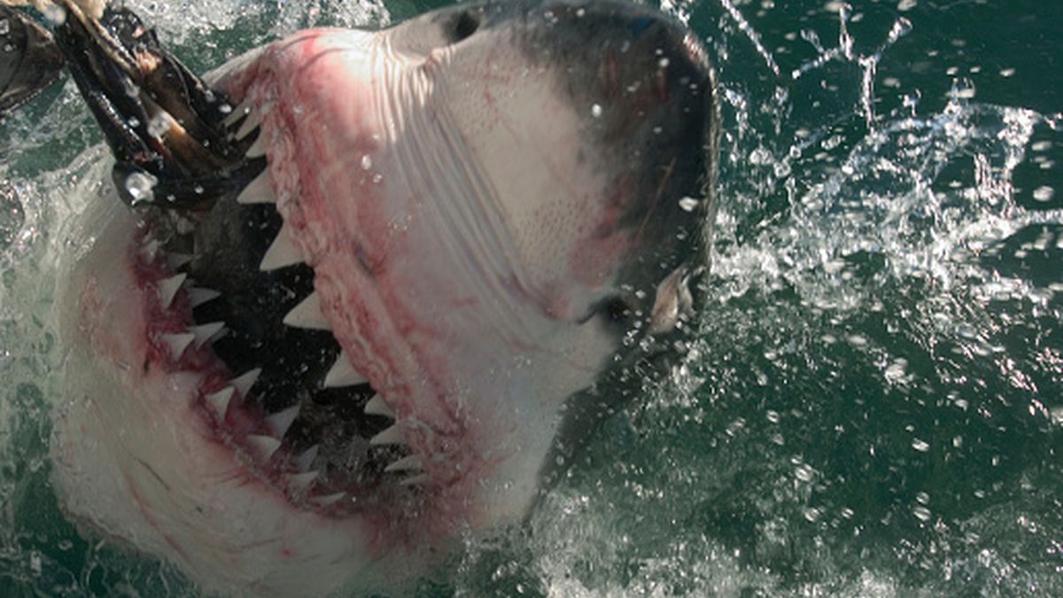 Rekin zaatakował jedną z turystek. 22-latce groziło śmiertelne niebezpieczeństwo