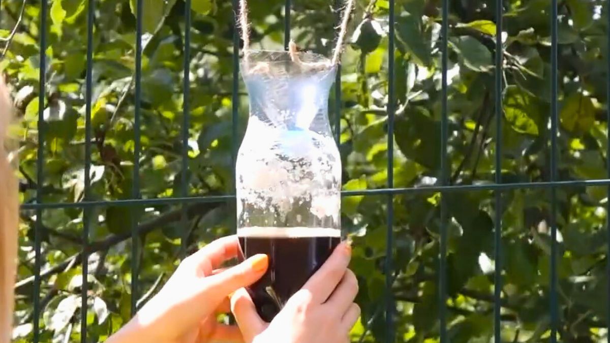 Tej pułapki nie spodziewają się szerszenie 