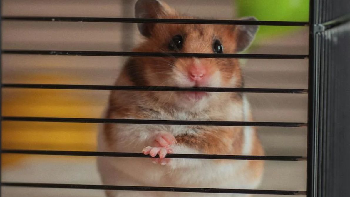 Zwierzęta w klatkach.