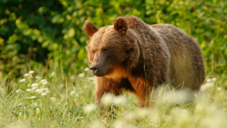 Zwierzęta wabione pożywieniem ludzi, tracą naturalną zdolność przetrwania