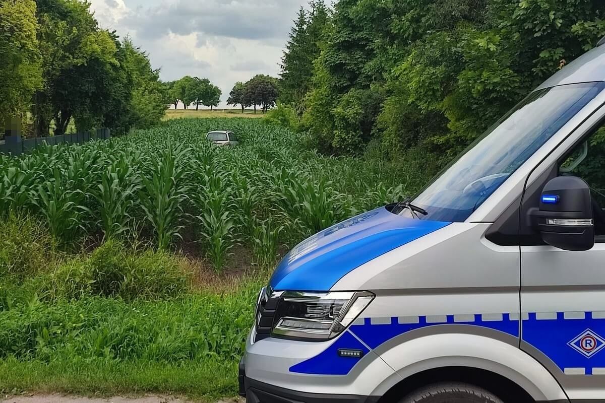 kpp chełm kierowca forda w kukurydzy