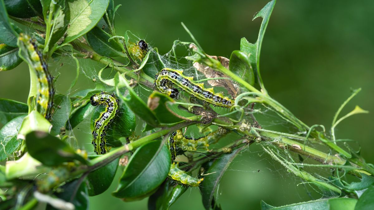 Jak uwolnić bukszpan od szkodników? 