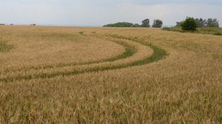 Nabór już 15 marca. Tak złożysz wniosek o dopłaty bezpośrednie 2026