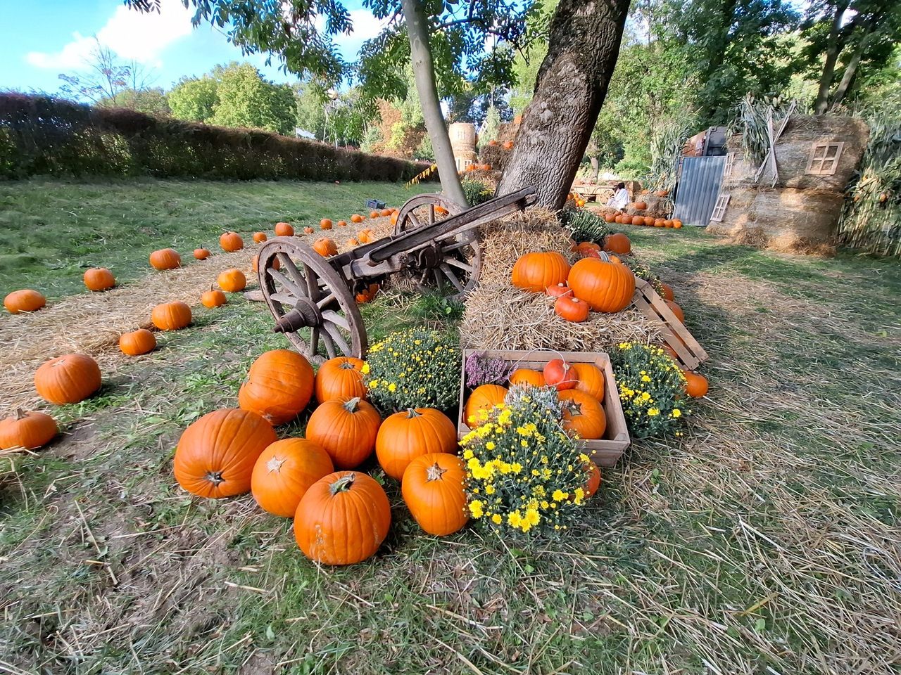 Kraków: Jesienne sesje i klimat halloween. Sprawdź jakie farmy dyń znajdują się w okolicy. Tu zrobisz wyjątkowe zdjęcia
