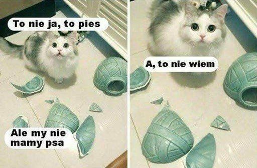 Dziś Dzień Kota. Oto memy z tej okazji 