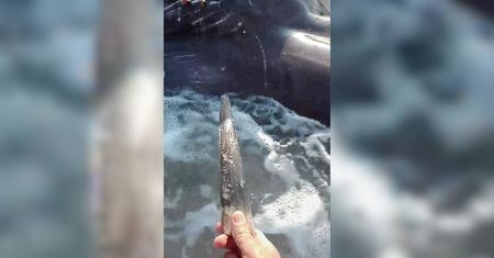 Martwy rekin na plaży. Miał w ranie 30 cm miecz