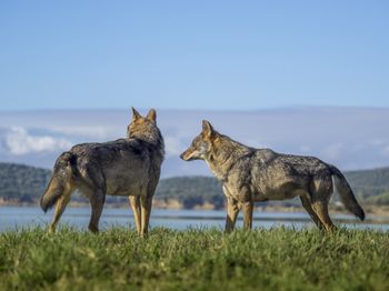 Portugalia uruchamia plan „Alcateia”. Będą ratować ginący gatunek