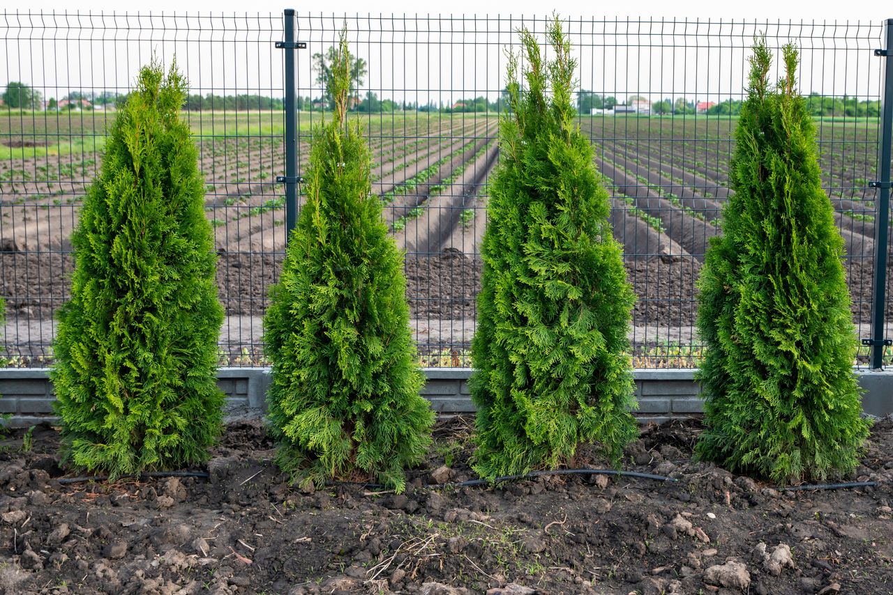 Wycinasz tuje? Lepiej to przeczytaj