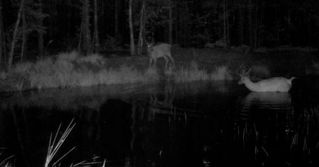 Nocne igraszki jeleni w lesie. Nagranie Nadleśnictwa Biłgoraj