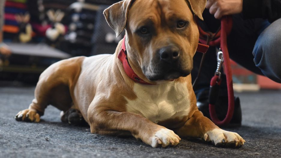 Pies rasy amstaff.