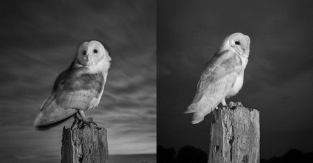 Will Burrard-Lucas sfotografował przepiękne sowy w podczerwieni