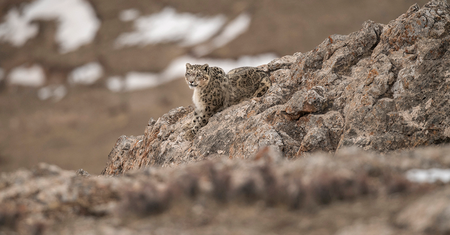 Vincent Munier wytropił i sfotografował niezwykle rzadkiego irbisa śnieżnego. Zobaczcie, jak powstały jego zdjęcia