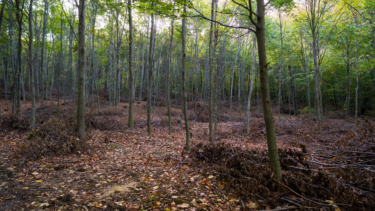 Spacerując po lesie, wkraczamy do naturalnego środowiska zwierzą