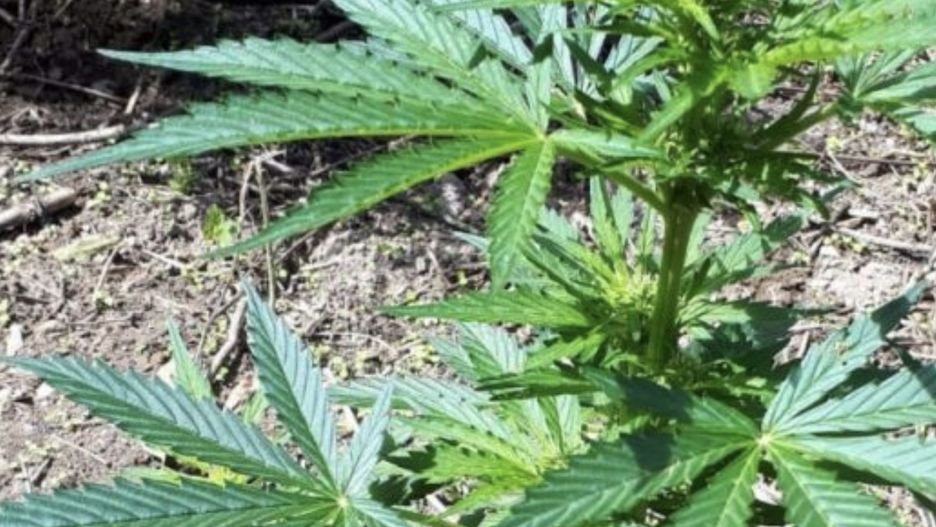 Malta jako pierwszy kraj w Europie zalegalizuje marihuanę. Potrzeba już tylko podpisu prezydenta pod ustawą, którą przegłosował parlament. Za było 36 posłów, przeciw 27 (Pixaby)