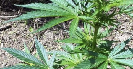 Malta pierwsza w Europie legalizuje marihuanę