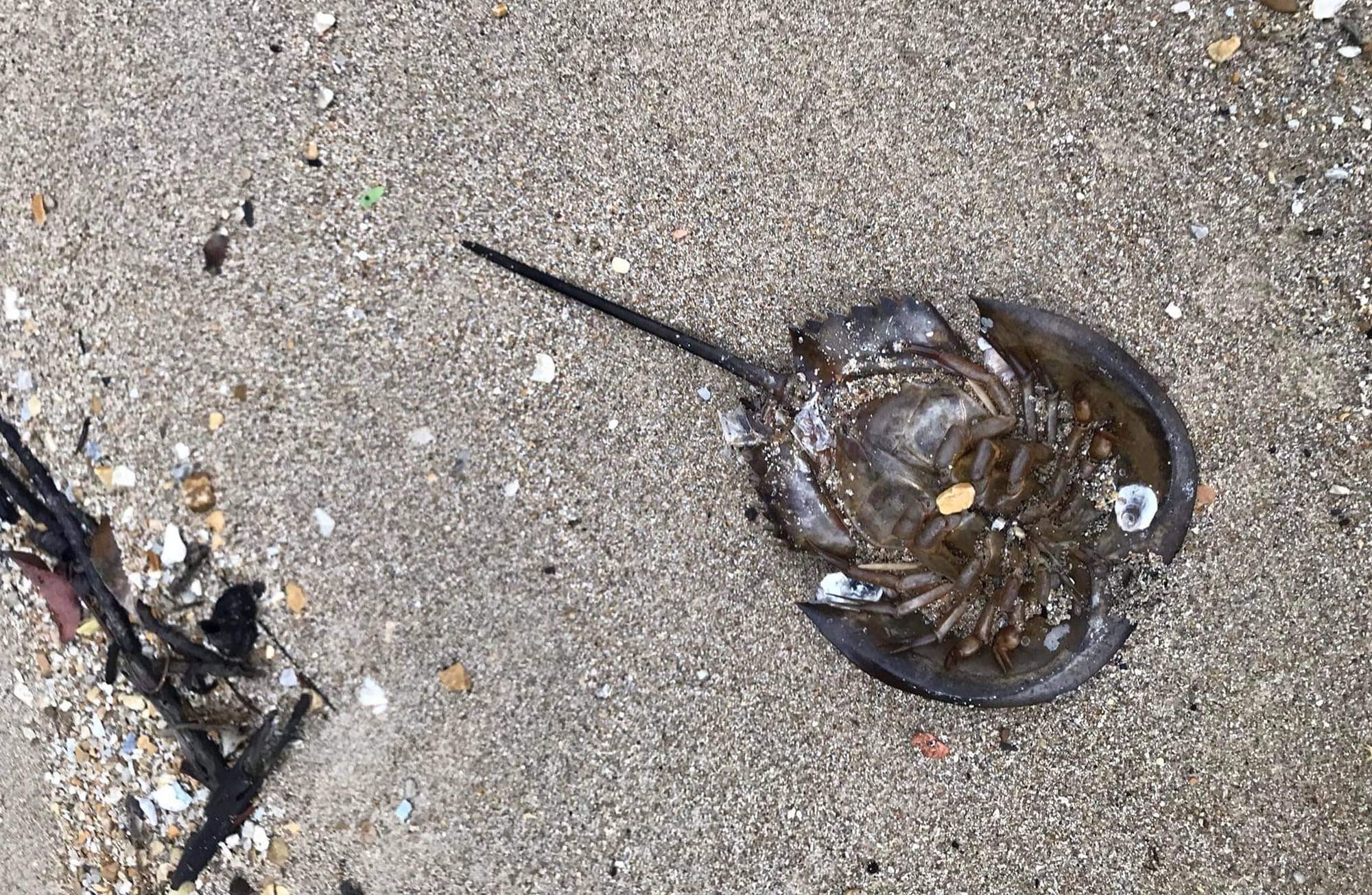Skrzypłocz na plaży w Tajlandii