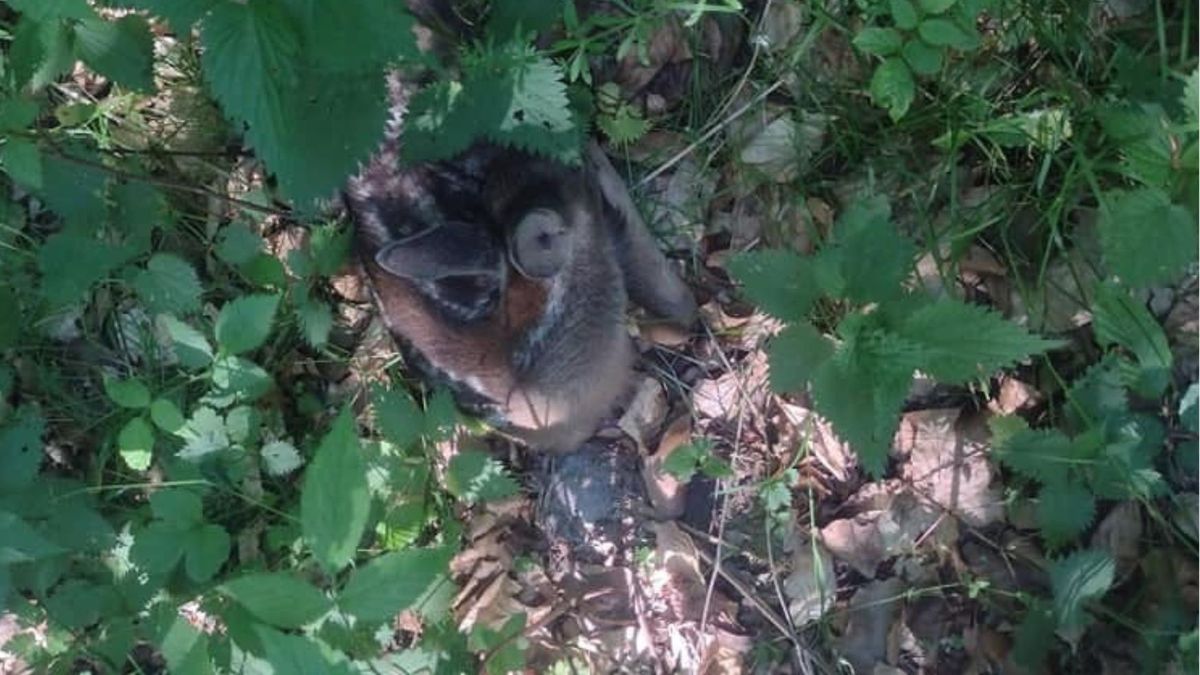 Znalazła w lesie zwierzątko