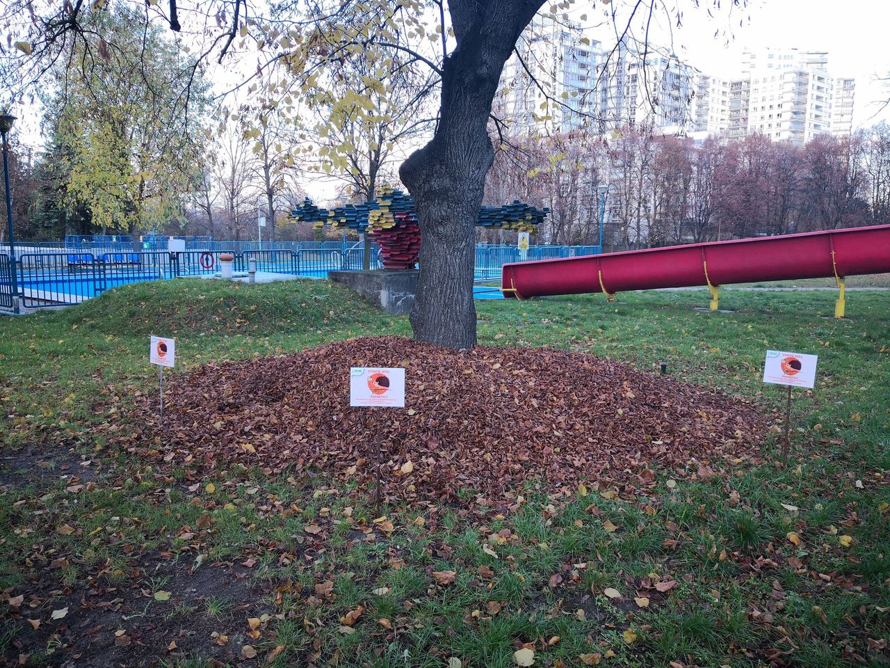 Warszawa. Dla jeży zostaną usypane domki z liści