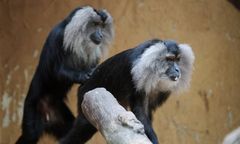 Porwanie w niemieckim zoo. Skradziono zagrożoną wyginięciem małpę