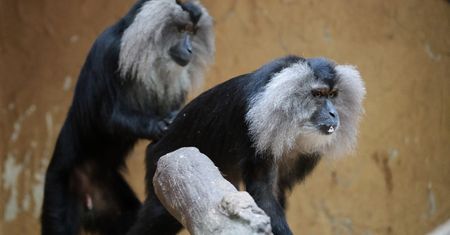Porwanie w niemieckim zoo. Skradziono zagrożoną wyginięciem małpę