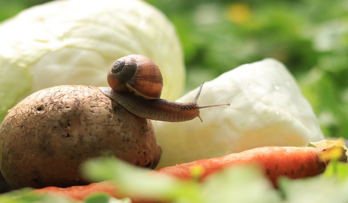 Warzywa potrzebują ochrony przed ślimakami? Zastosuj sprytny trik