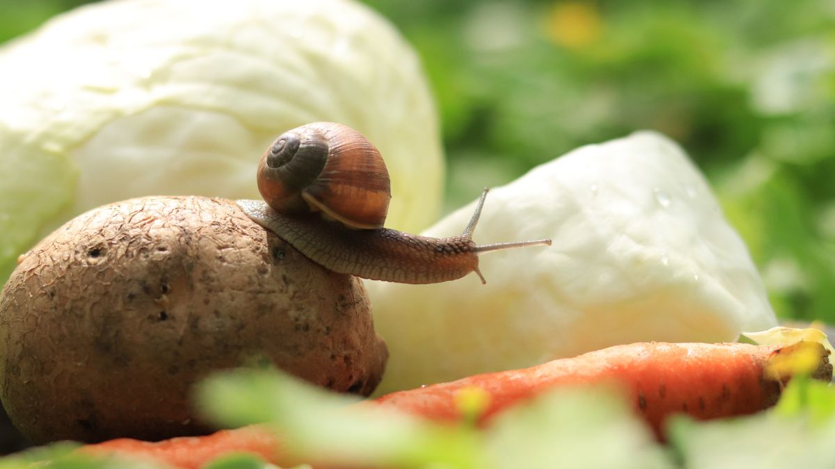 Warzywa potrzebują ochrony przed ślimakami? Zastosuj sprytny trik