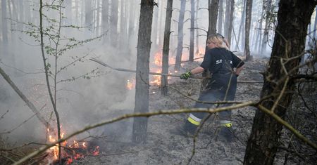 Seryjny podpalacz lasów na Śląsku. Wyznaczono nagrodę