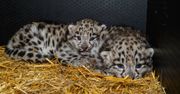 W ZOO we Wrocławiu urodziły się pantery śnieżne. Są zdjęcia