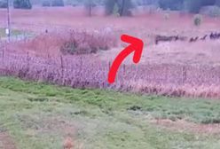 Migranci ruszyli na polską granicę. Wszystko się nagrało