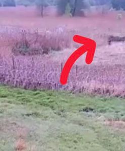 Migranci ruszyli na polską granicę. Wszystko się nagrało