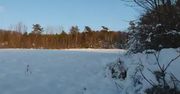 Bieszczady. Ogromne stado żubrów w biegu