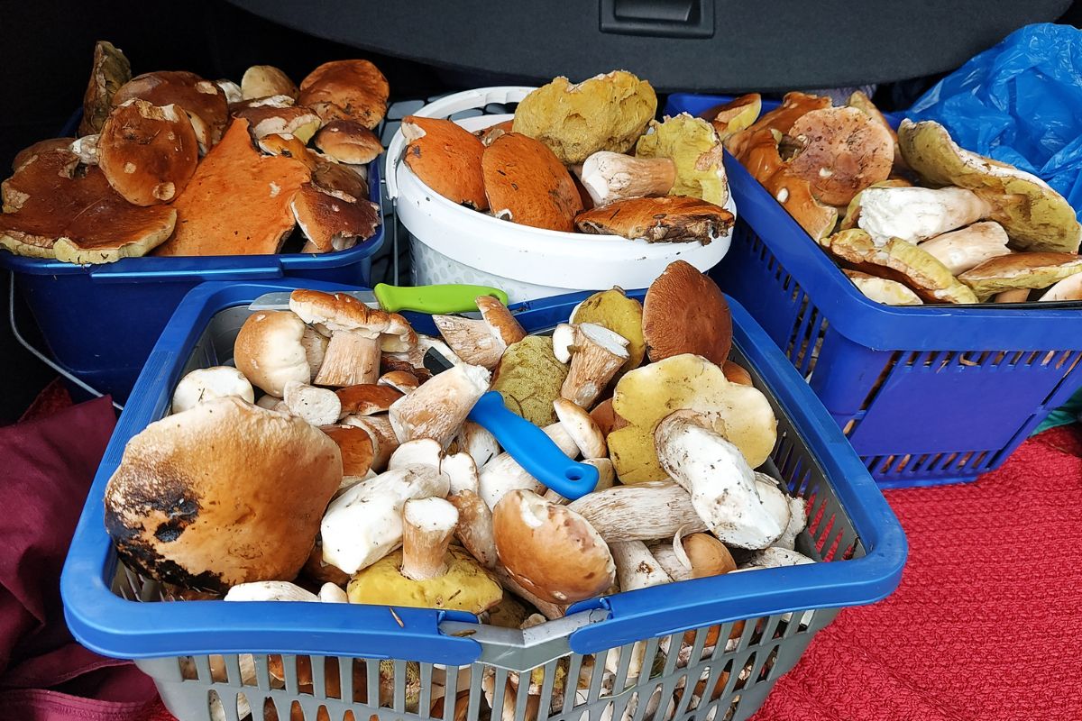 Amatorzy grzybobrania ruszyli do lasów