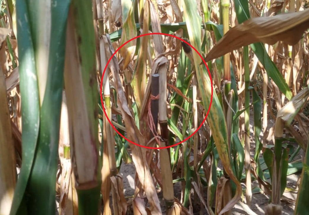 Pręt, który znalazł poszkodowany rolnik