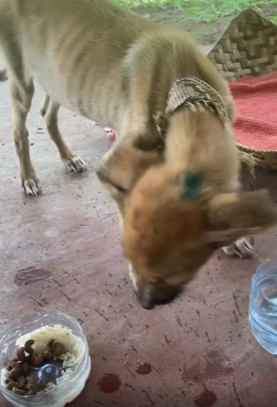 Joanna Opozda ratuje psy na Madagaskarze