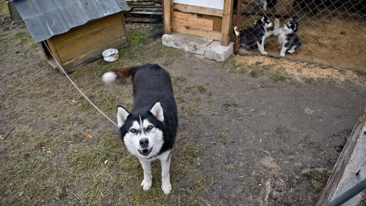 Pies na łańcuchu