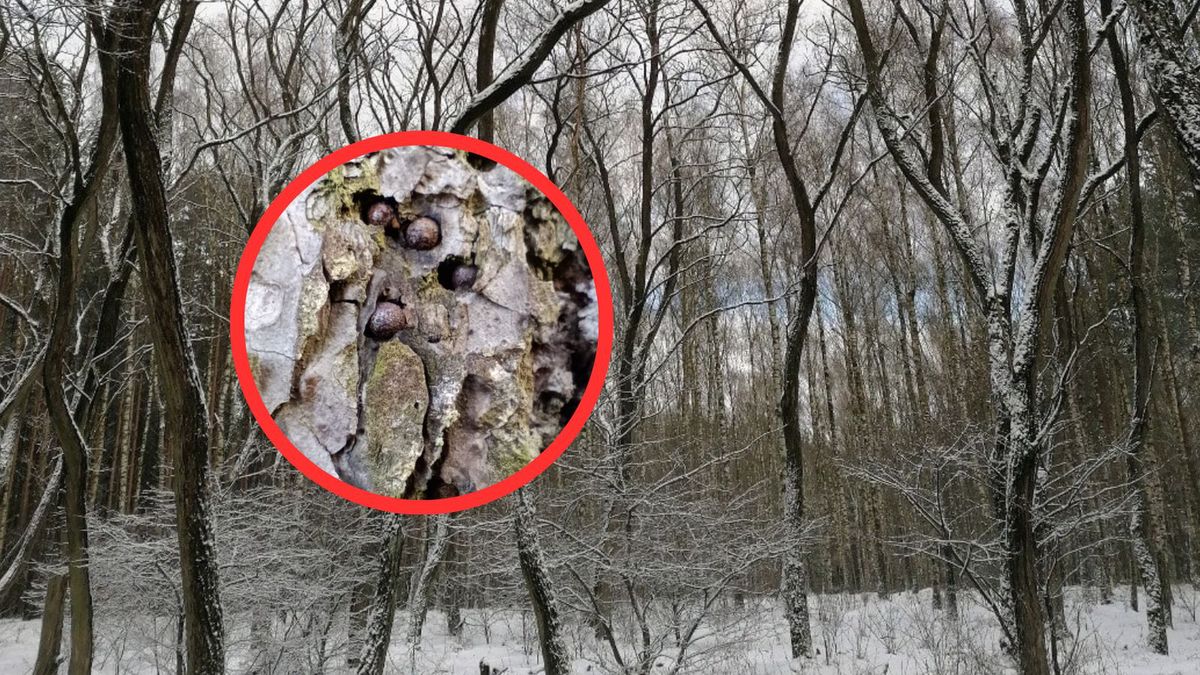 Leśnicy znaleźli śruciny w drzewach