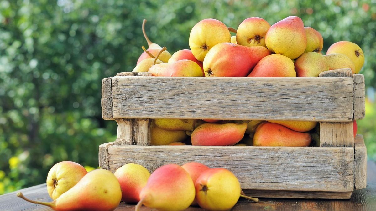 Gruszki są bogate w witaminy i składniki odżywcze