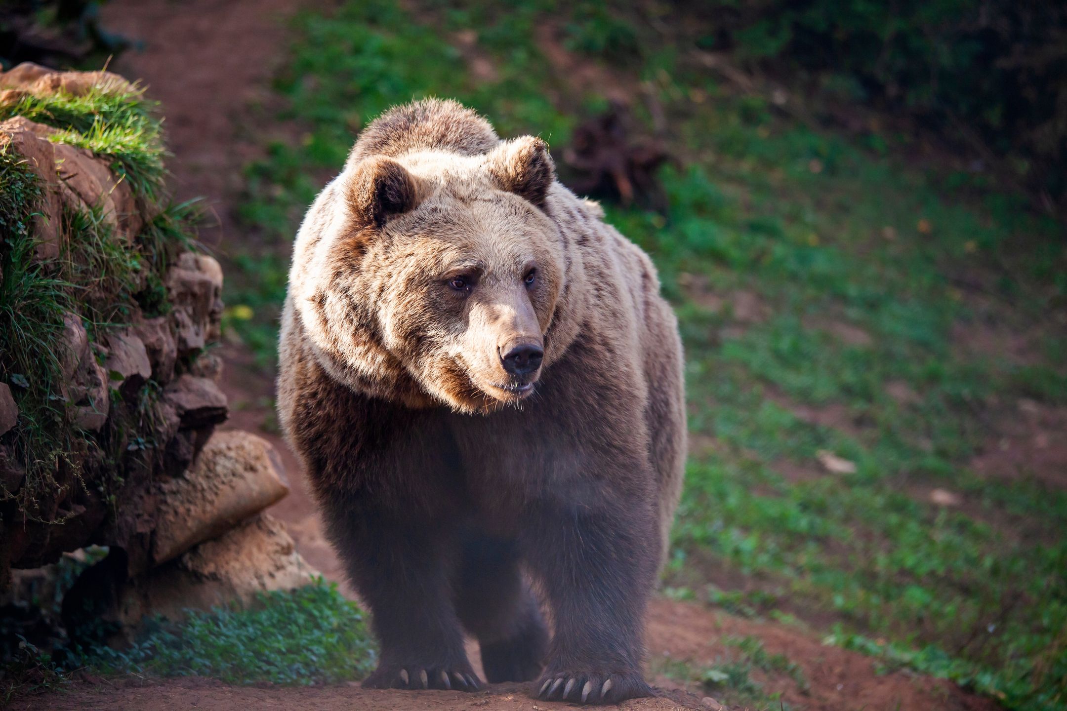 niedźwiedź, braun, zwierzak, dzika, niedźwiedź brunatny, dzika natura, charakter, ssak, grizli, futro, drapieznik, ogród zoologiczny, bory, duzy, groźny, alaska, ursus, glow, carnivore