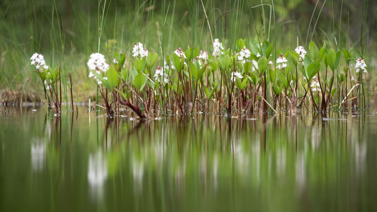 Liść bobrka rośnie na brzegach zbiorników wodnych