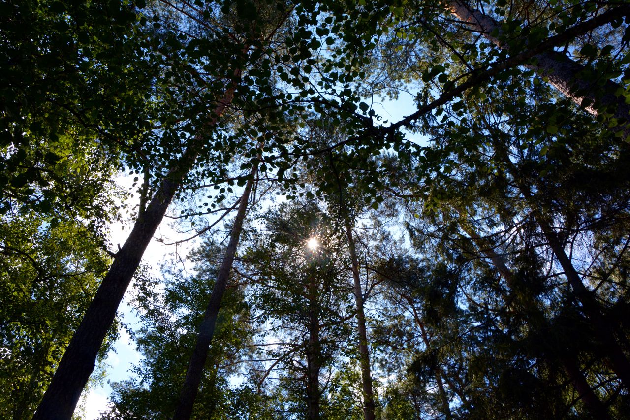 Ile młodych drzew może zastąpić 100-letniego buka? Dendrolog odpowiada